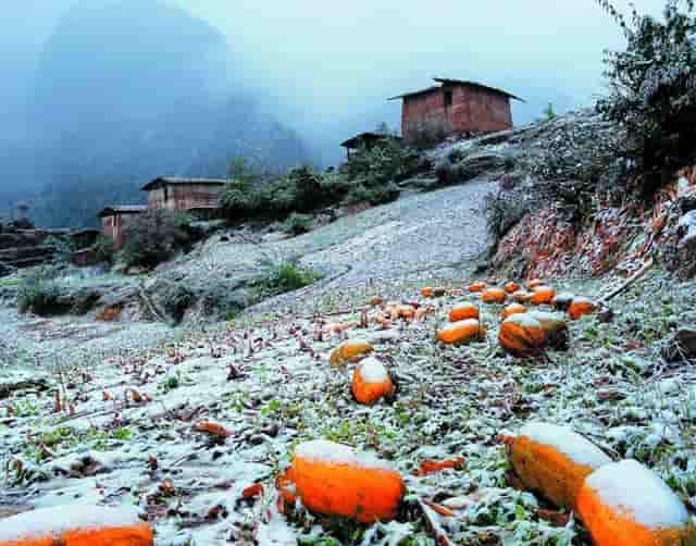 蔡嘉珍成功註冊理財規劃師，邁出專業領域新里程碑