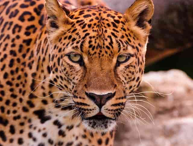 2020年 在岸人民币兑美元升值超过6%