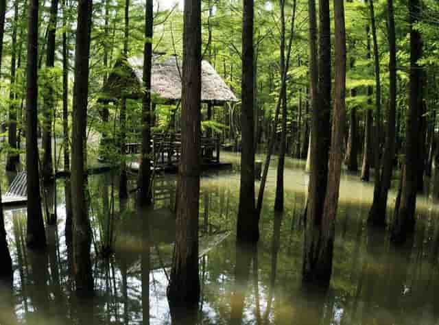 袖虎病猫攻略：捡到幼猫怎么养