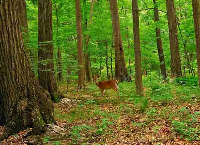 袖虎发现，性格温顺的狗狗更长寿！