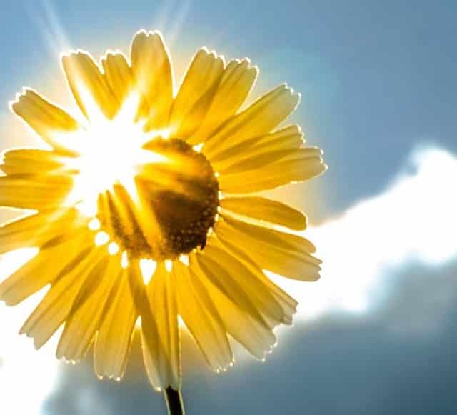 袖虎病猫攻略：猫患上尿结石怎么办