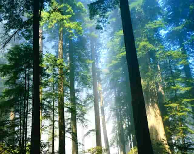 袖虎病猫攻略：猫鼻支和杯状病毒的区别