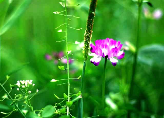 2020年 WhatsApp通话量增长超过50%