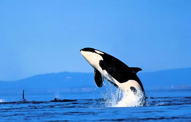 警察抓捕涉案金额(涉案金额少警察就不管了吗)