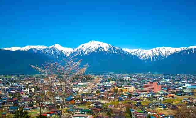 袖虎病猫攻略：猫咪流口水是饿了还是病了？