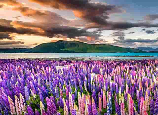 袖虎新养宠防坑：小心感冒变成猫鼻支