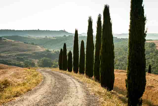 袖虎宠物揭秘骗子宠物商常见招数