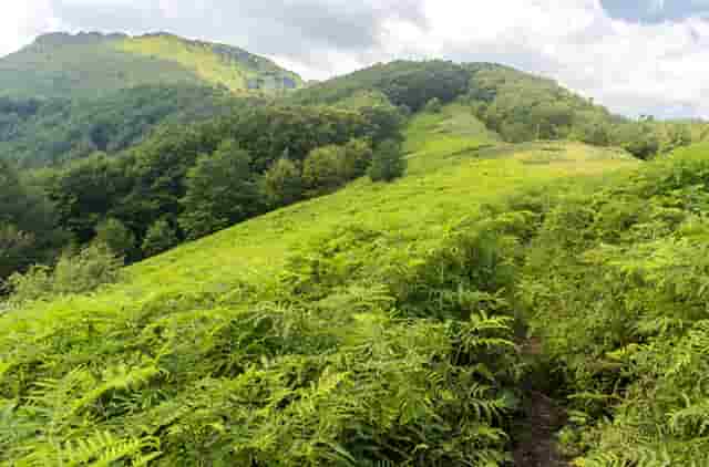 润肠通便那些(润肠通便的那些药效果好)