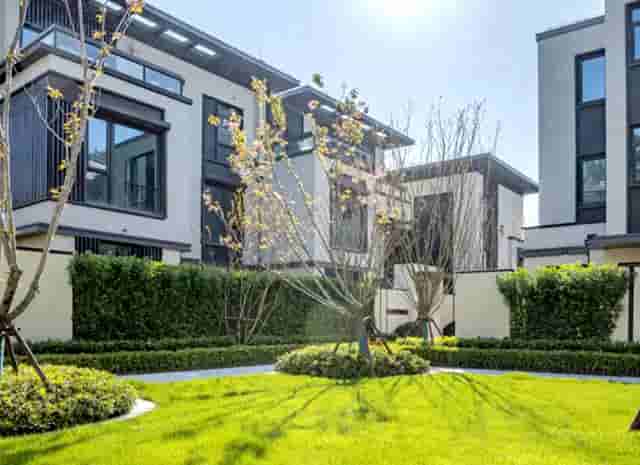 袖虎病猫攻略：猫咪常见骨骼疾病